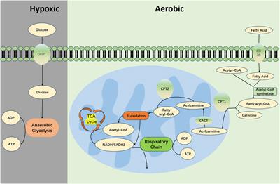 Advances in metabolic reprogramming of renal tubular epithelial cells in sepsis-associated acute kidney injury